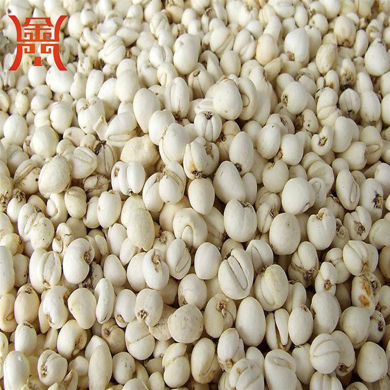 贝母清洗机